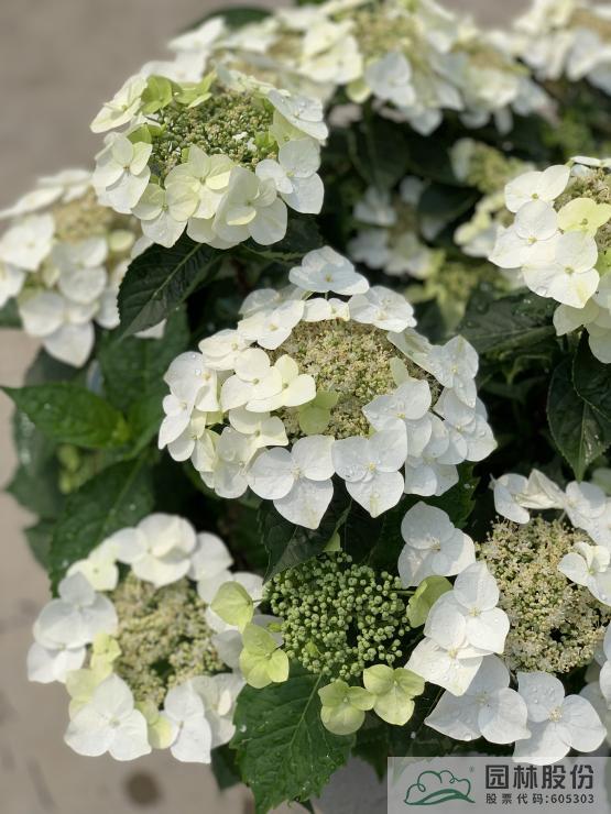 电竞比赛押注app