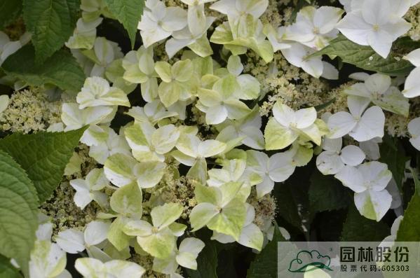 电竞比赛押注app