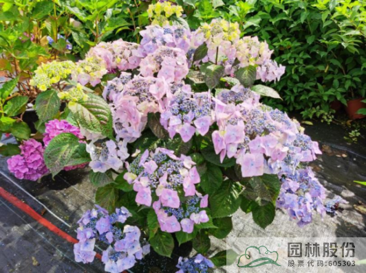 电竞比赛押注app