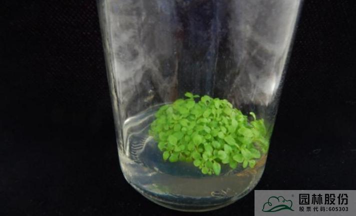 电竞比赛押注app