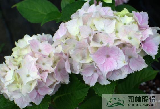 电竞比赛押注app