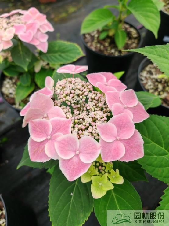 电竞比赛押注app