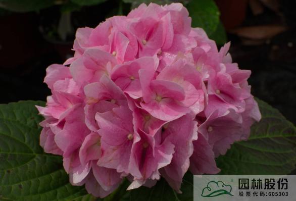 电竞比赛押注app