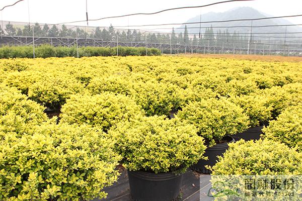 电竞比赛押注app