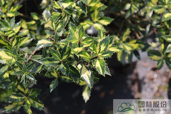 电竞比赛押注app