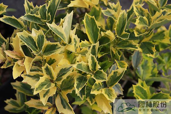 电竞比赛押注app