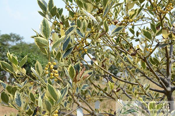 电竞比赛押注app