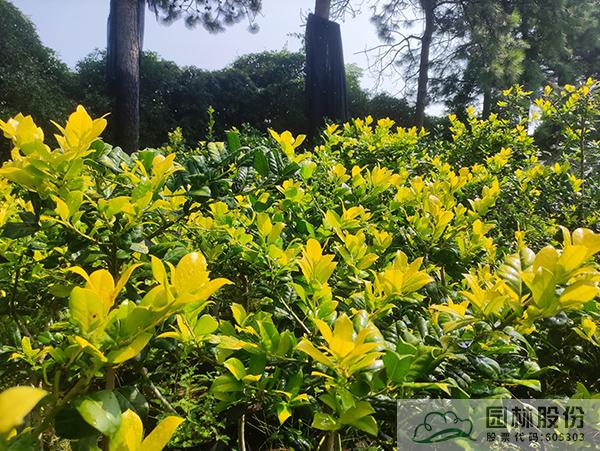 电竞比赛押注app