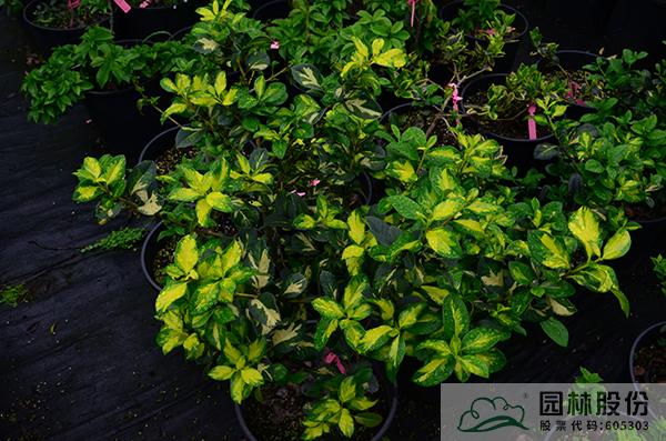 电竞比赛押注app