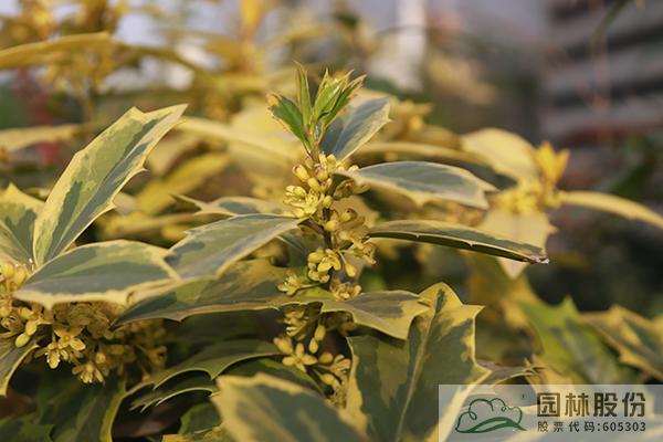 电竞比赛押注app