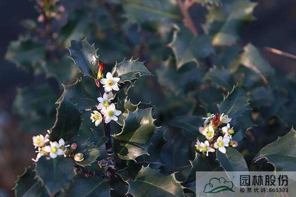 电竞比赛押注app