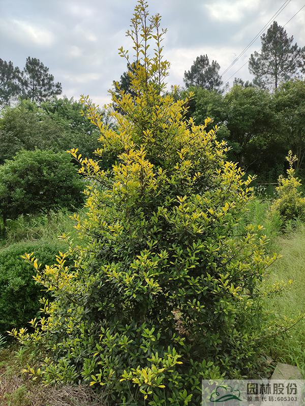 电竞比赛押注app