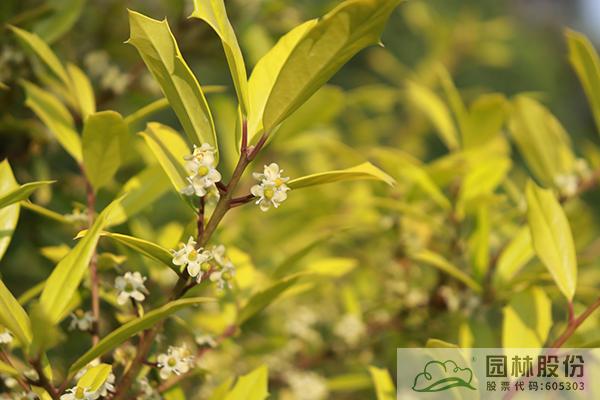 电竞比赛押注app