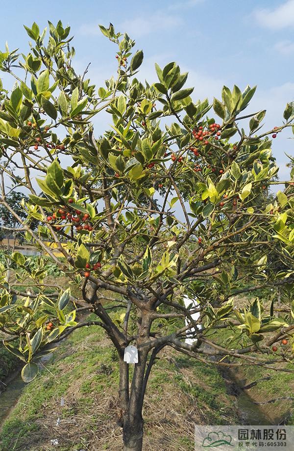 电竞比赛押注app