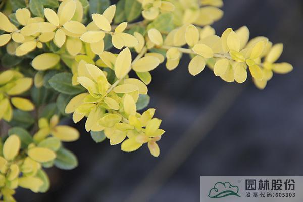 电竞比赛押注app