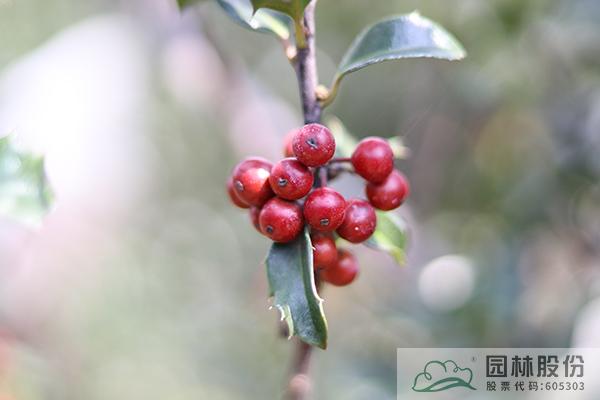 电竞比赛押注app