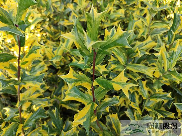 电竞比赛押注app