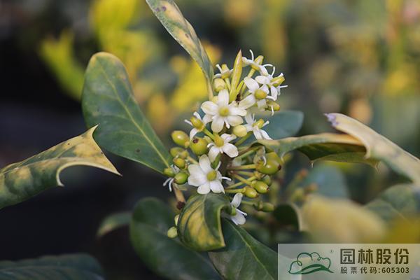 电竞比赛押注app