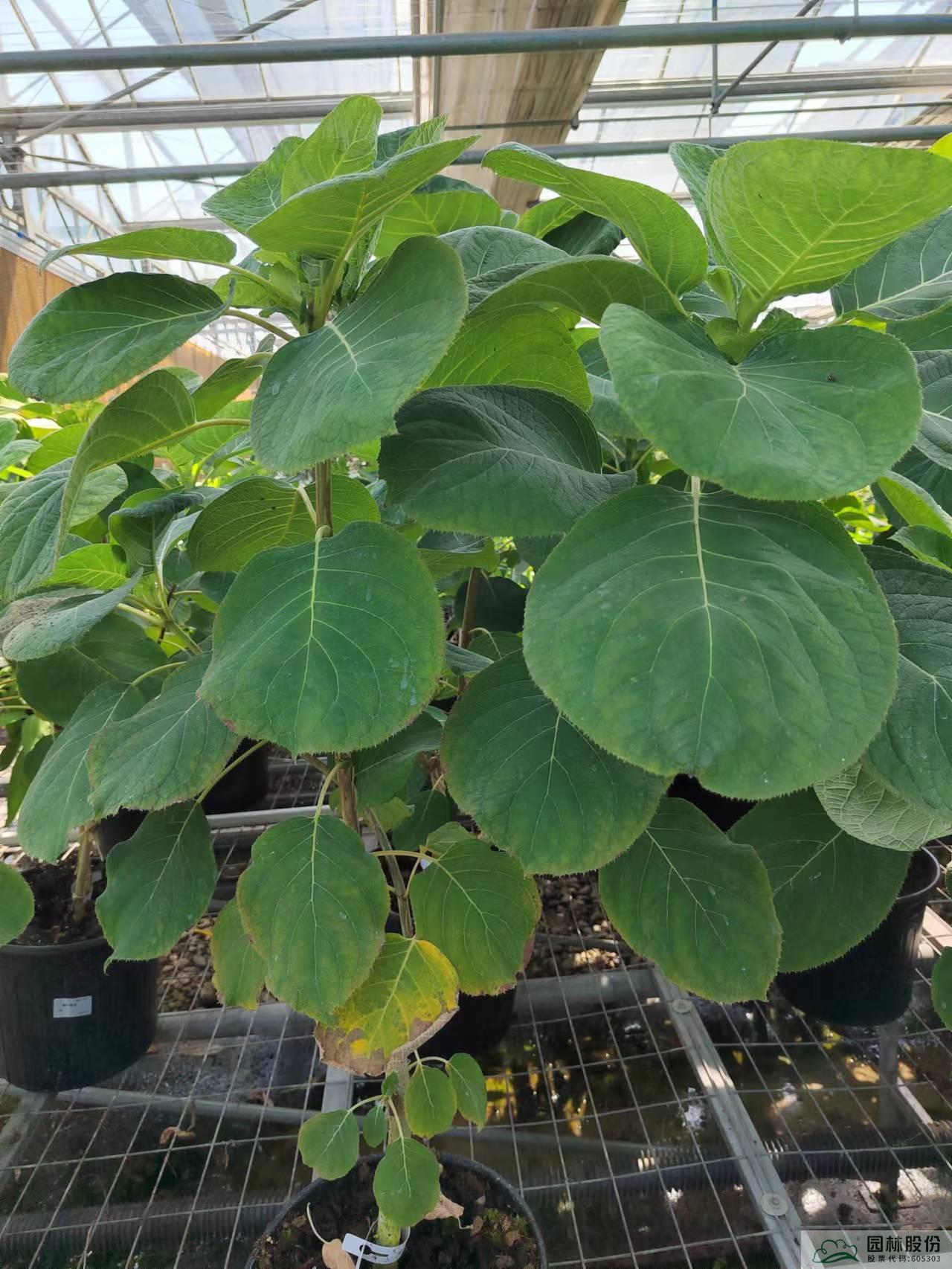 电竞比赛押注app