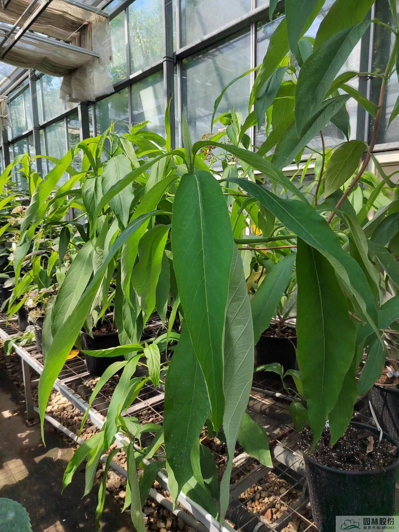 电竞比赛押注app