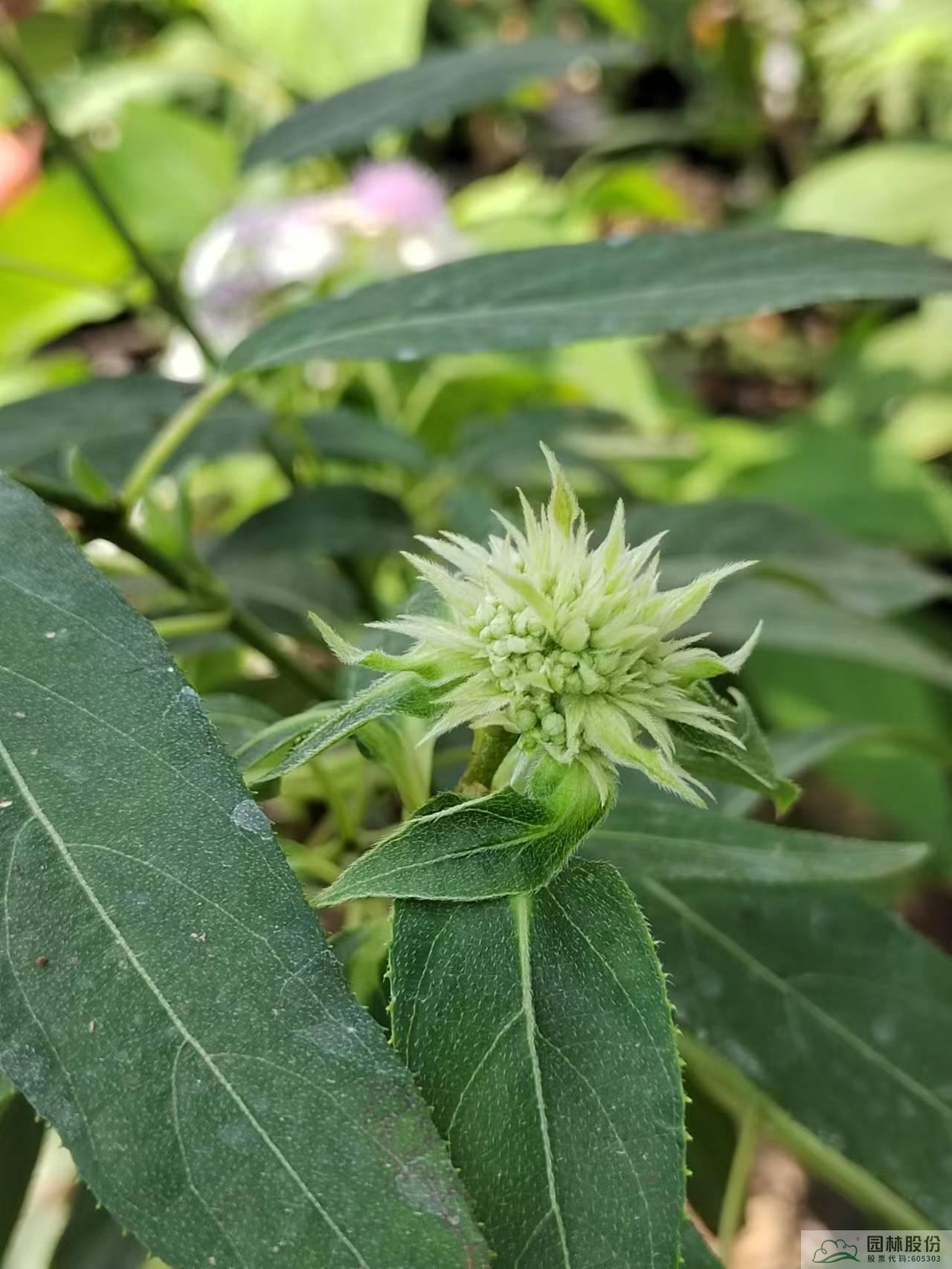 电竞比赛押注app