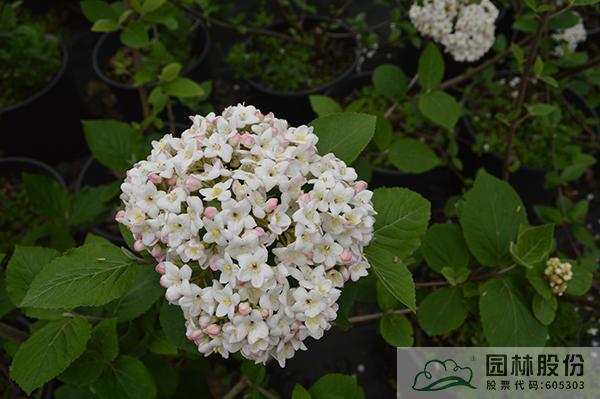 电竞比赛押注app