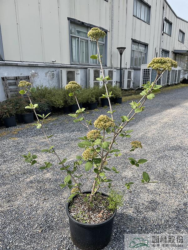 电竞比赛押注app