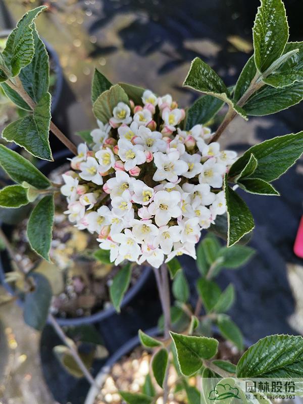 电竞比赛押注app