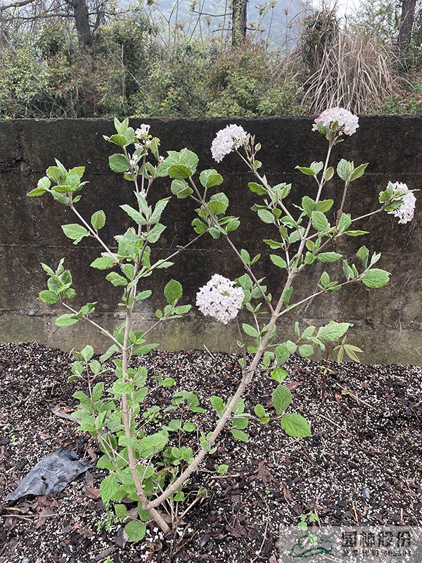 电竞比赛押注app