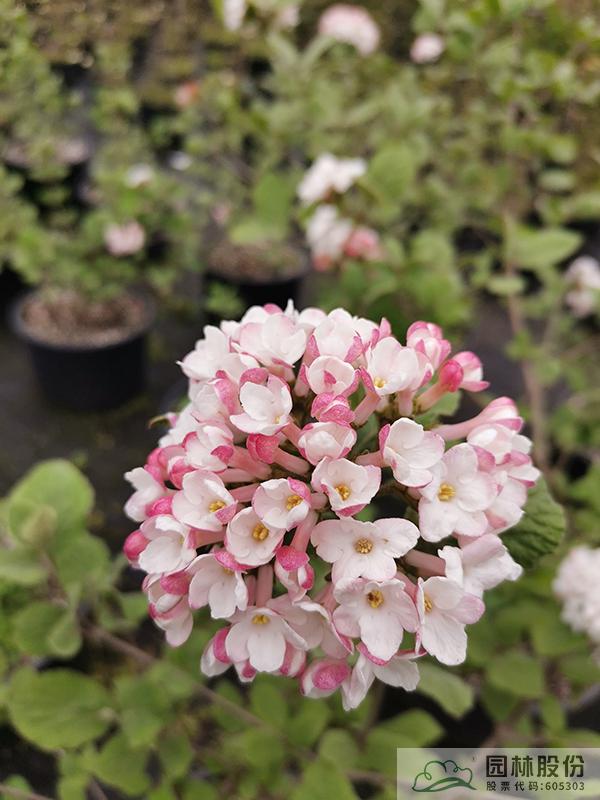 电竞比赛押注app