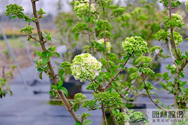 电竞比赛押注app