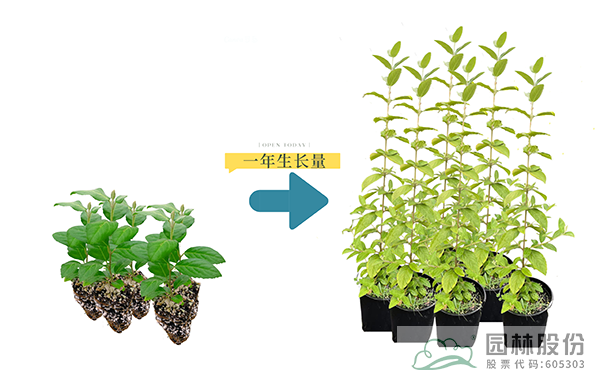 电竞比赛押注app