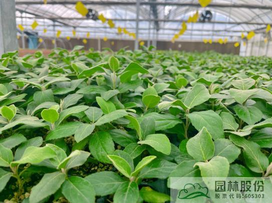 电竞比赛押注app