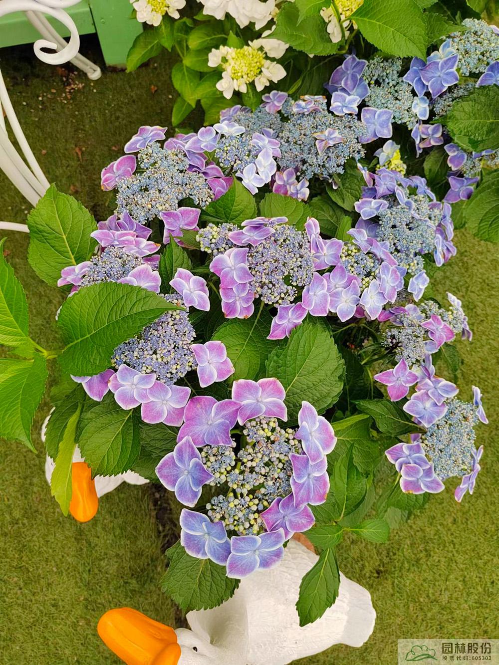 电竞比赛押注app