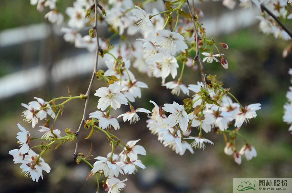 电竞比赛押注app