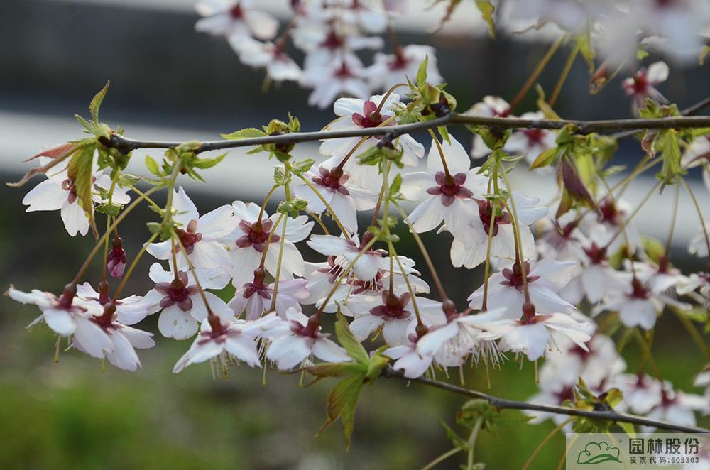 电竞比赛押注app