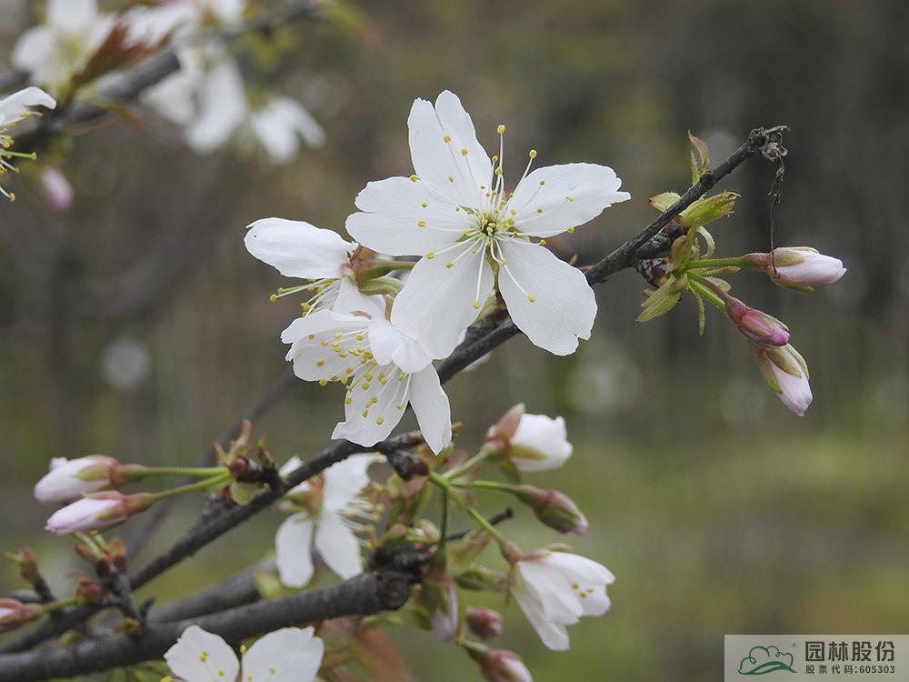 电竞比赛押注app