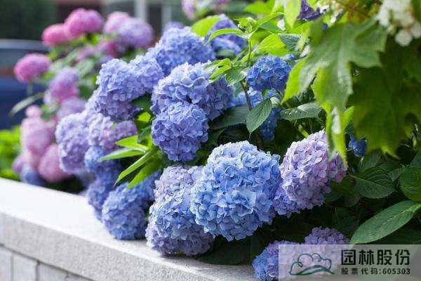 电竞比赛押注app