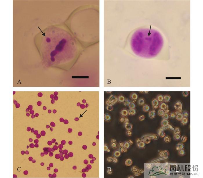 电竞比赛押注app
