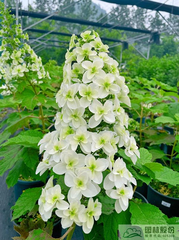 电竞比赛押注app