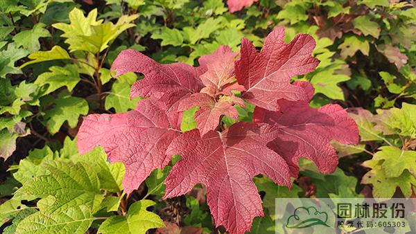 电竞比赛押注app