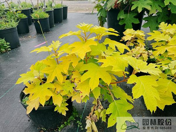 电竞比赛押注app