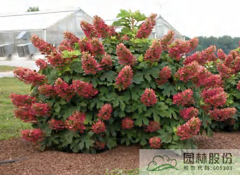 电竞比赛押注app