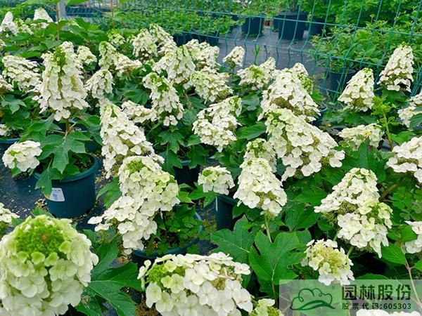 电竞比赛押注app