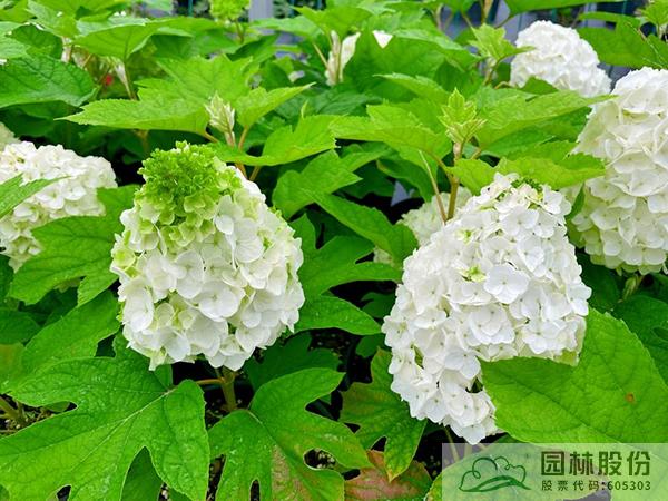 电竞比赛押注app