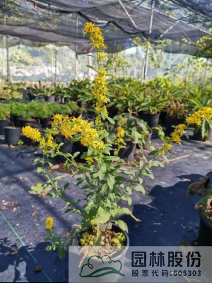 电竞比赛押注app