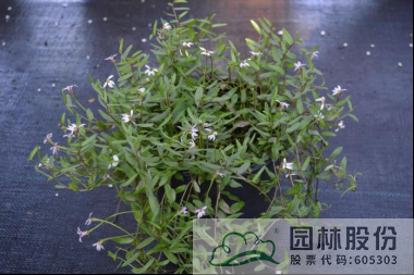 电竞比赛押注app