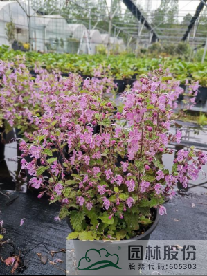 电竞比赛押注app