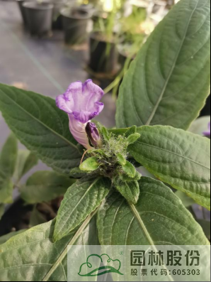 电竞比赛押注app