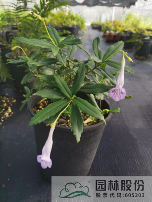 电竞比赛押注app